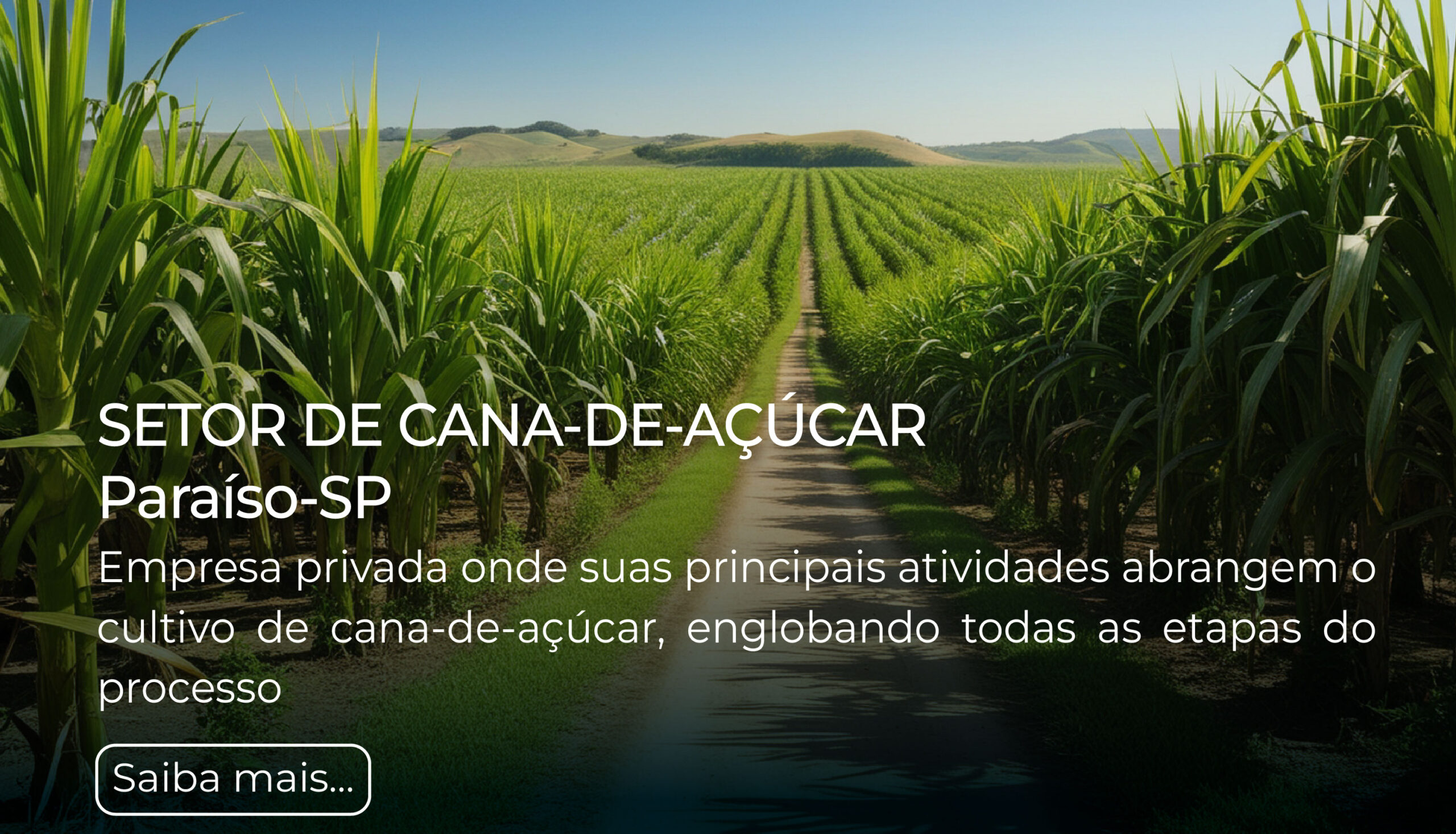 015-Cana de acucar